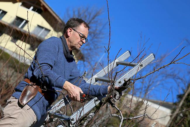 Franz Isler, Chef der Gärtnerei des Landwirtschaftzentrums in Visp, weiss wo die Schere anzusetzen ist. 