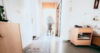 Letzter Ort. In den eigenen vier W&auml;nden ist Sterbehilfe erlaubt. In den meisten Altersheimen nicht.