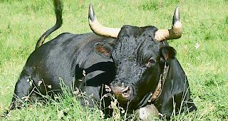 F&uuml;rs Tierwohl. Szene wie aus einem Heidifilm. Eine gesunde Kuh in nat&uuml;rlicher Umgebung.