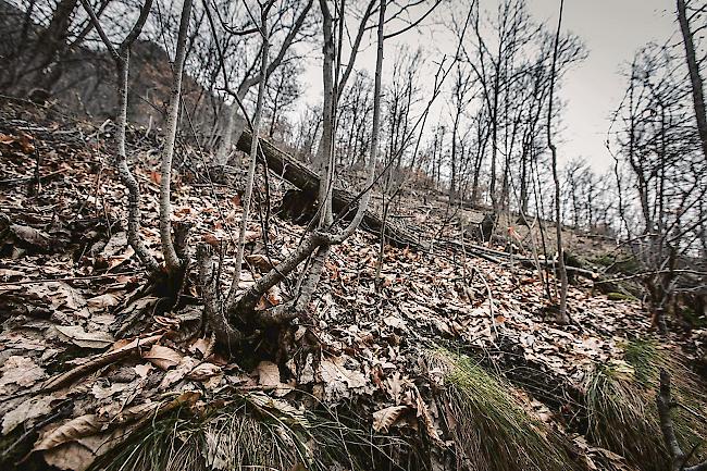 Der Tatort. Der Visper Telwald gilt als prioritärer Schutzwald. Er hat sich von einem Nadel- in einen Laubwald gewandelt.