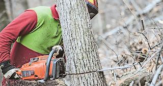 Der Forstwart. Joel Inderkummen f&auml;llt einen &laquo;Konkurrenten&raquo;, um mehr Licht und Platz  f&uuml;r st&auml;rkere B&auml;ume zu schaffen.