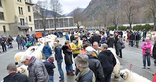 Impressionen zum Widdermarkt des Oberwalliser Schwarznasenschaftzuchtverbands beim Sepp-Blatter-Schulhaus in Visp.