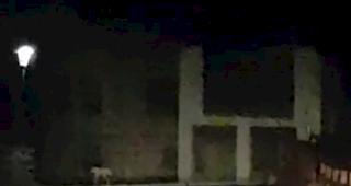 Mitten auf der Strasse. Der Wolf wurde in der Nacht auf Freitag bei der Abzweigung Feithierenstrasse-Fallfluhweg gesichtet.