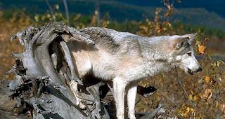 Die Sichtung konnte nicht offiziell best&auml;tigt werden, auch sind bisher keine DNA- oder Fotonachweise vorhanden.