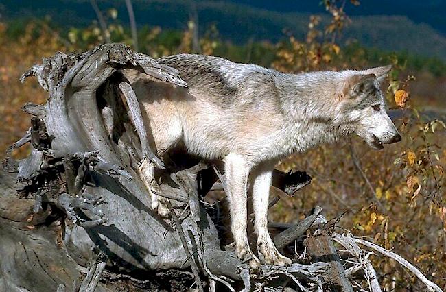 Ein Schaf wurde bei der Wolfsattacke verletzt, überlebte aber den Angriff.