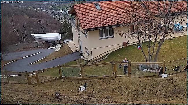 Eine Überwachungskamera filmt den Angreifer im Ziegen-Gehege nur wenige Meter vom Haus entfernt. Die Ziegenhalterin vermag den Wolf in die Flucht zu schlagen. 