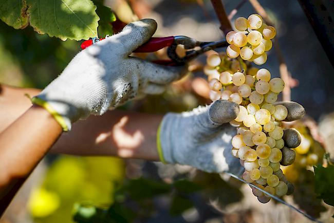 Staatsrat fordert für Obst- und Rebenbauern A-fonds-perdu-Beiträge, vergleichbar mit denen in anderen Landwirtschaftssektoren.