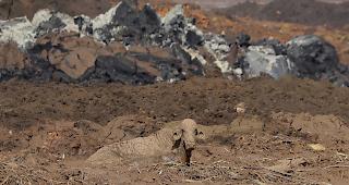 Eine Kuh liegt in einem mit Schlamm &uuml;berschwemmten Feld nachdem in Brumadinho, Brasilien am 27. Januar 2019 ein Dammbruch zu einer Schlammlawine gef&uuml;hrt hatte.