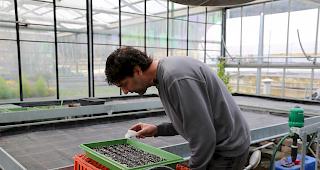 Auf gut durchfeuchtete Erde bringt G&auml;rtner Johann Lehner die Pflanzensamen aus. 