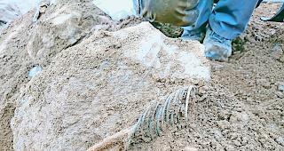 Alter Schmuck am Frauenarm. Bronzener Ringsatz an den Armknochen der Verstorbenen.Foto DHDA &ndash; Sektion Arch&auml;ologie