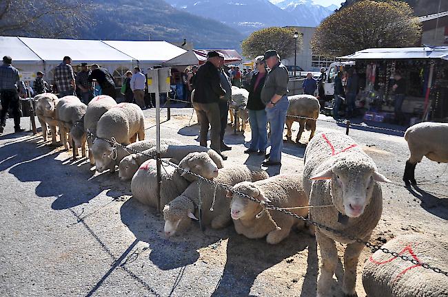 Rund 150 Tiere waren zum Gampjer Widdermarkt angemeldet.