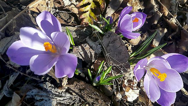 Am Montag, 1. April, bleibt es im Oberwallis noch frühlingshaft mild.