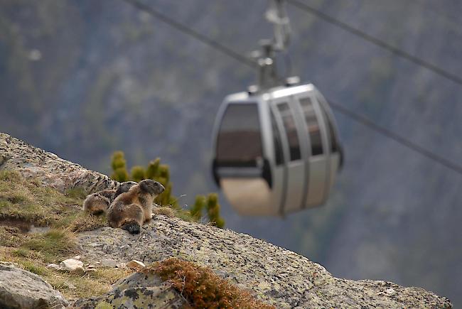 Bevölkerung gefragt. Simon Bumann, designierter Direktor der Saastal Bergbahnen, appelliert an Einheimische und Zweitwohnungsbesitzer, sich zur Hannigbahn zu bekennen und eine Finanzgesellschaft zu gründen, um deren Neubau zu realisieren.