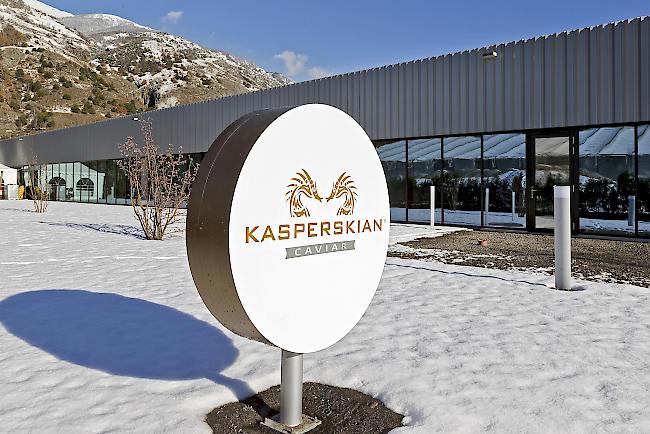 Kaviarzucht Kasperskian in Liquidation: «Kunden waren nicht gewillt einen Aufpreis zu bezahlen»
