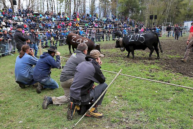 Bereits bei der Kategorie Rinder fieberten die Züchter am Ring mit den kämpfenden Tieren mit. 