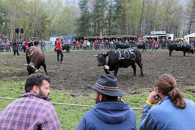 Bereits bei der Kategorie Rinder fieberten die Züchter am Ring mit den kämpfenden Tieren mit. 