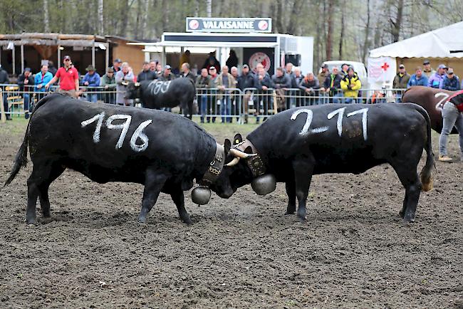In der Kategorie Rinder wurden insgesamt 47 Tiere in die Arena geführt. 
