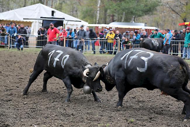 Impressionen vom ersten Frühjahrsmatch 2019 im Rarner Goler. 