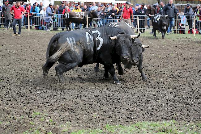 Impressionen vom ersten Frühjahrsmatch 2019 im Rarner Goler. 