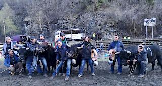 Seltenheit: Am Fr&uuml;hjahrsmatch im Rarner Goler klassierten sich gleich vier Tiere auf dem 1. Platz.