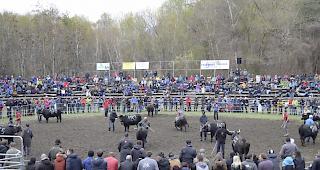 Ringkuhkampf im Goler.