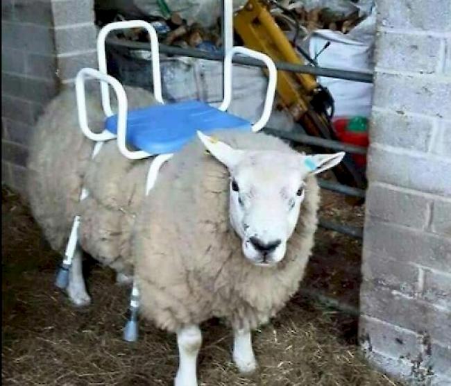 Mit einer ungewöhnlichen Versteigerung im Internet belustigt der mutmassliche Besitzer eines Schafs in Neuseeland seine Landsleute.