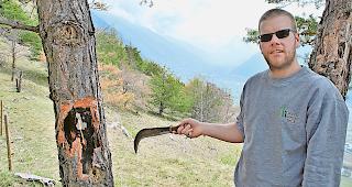 Keine K&auml;fer. F&ouml;rster Dominic Gruber kontrolliert unterhalb von Bratsch eine absterbende F&ouml;hre  auf allf&auml;lligen Sch&auml;dlingsbefall.Foto wb