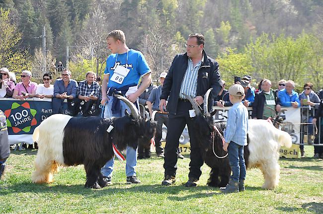 Impressionen vom Bockmarkt auf dem Natischer Stapfen.