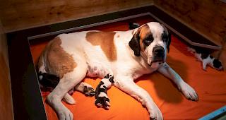 Sieben Welpen. Die Fondation Barry in Martinach darf sich &uuml;ber Nachwuchs freuen.