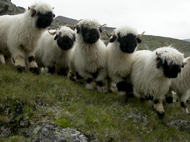 Ermittlungen laufen. Mitte April wurden einem Schafhalter in Evionnaz rund 40 Jungtiere gestohlen. (Symbolbild)