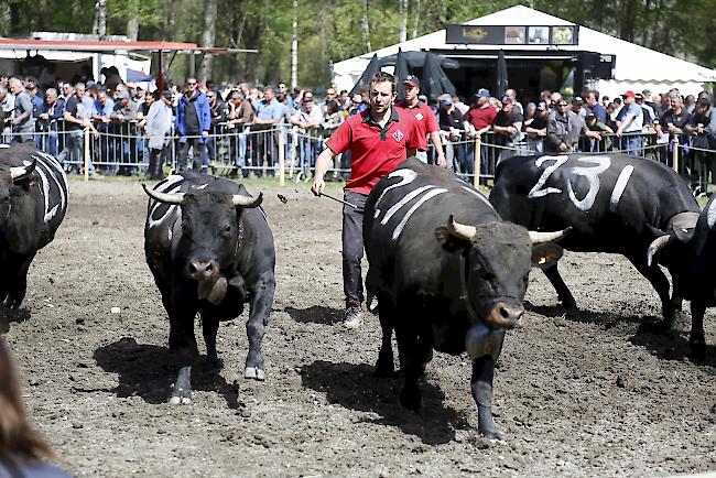 Impressionen vom Vifra-Match 2019. 