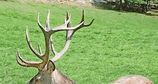 Rothirsch. Ein Oberwalliser J&auml;ger konnte der Verlockung nicht widerstehen und erlegte w&auml;hrend der &shy;Nachjagd 2018 in einem Banngebiet verbotenerweise einen Hirsch.Foto wb