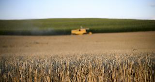 Vermehrt versichern Landwirte ihre Ernte gegen Ausf&auml;lle wegen Trockenheit. 