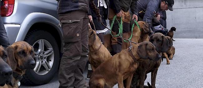 Als Schweisshunde werden vor allem die beiden Hunderassen Hannoveranischer Schweisshund und Bayerischer Gebirgsschweisshund gezüchtet.