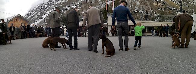 Am Samstagvormittag präsentierten die Züchter ihren Nachwuchs an Schweisshunden Hundefachfleuten unter Zuchtwart Werni Giger.
