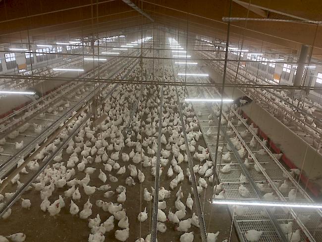 Jede Halle der Micarna-Geflügelfarm bietet Platz für 12 500 Hühner. 