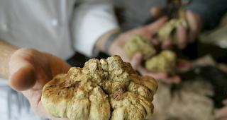 Der Fund im Jahr 2012 in einem Genfer Stadtpark war der erste Nachweis der weissen Tr&uuml;ffel n&ouml;rdlich der Alpen. 
