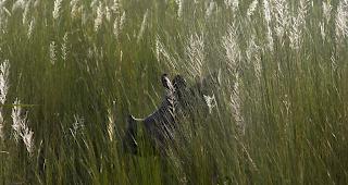 Naturschutzforschung w&auml;re unter anderem im zentralen Afrika, im Zentrum Westafrikas, in Bolivien, der Amazonasregion sowie auf den Andamanen und Nikobaren, einer zu Indien geh&ouml;renden Inselgruppe besonders dringlich. 


