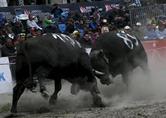 Das Kantonale 2019 ist am Samstag mit den Kämpfen der Rinder und den Zweitmelken gebührend lanciert worden. 