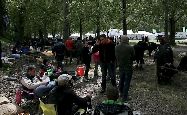 Das Kantonale 2019 ist am Samstag mit den Kämpfen der Rinder und den Zweitmelken gebührend lanciert worden. 