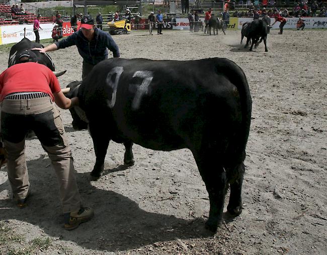 Das Kantonale 2019 ist am Samstag mit den Kämpfen der Rinder und den Zweitmelken gebührend lanciert worden. 