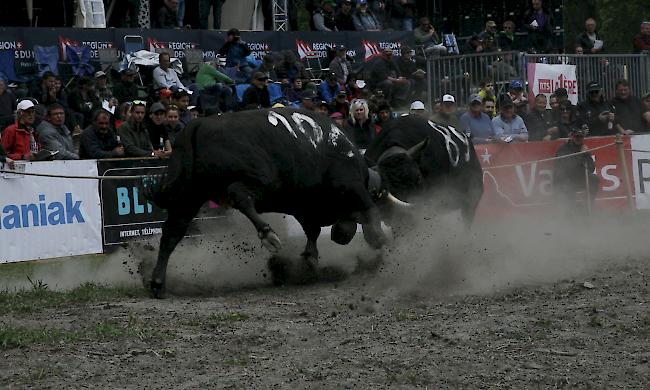 Das Kantonale 2019 ist am Samstag mit den Kämpfen der Rinder und den Zweitmelken gebührend lanciert worden. 