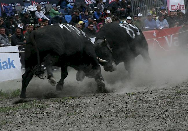 Das Kantonale 2019 ist am Samstag mit den Kämpfen der Rinder und den Zweitmelken gebührend lanciert worden. 