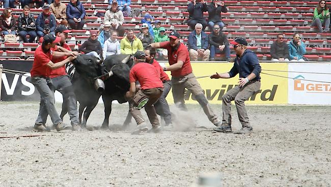 Das Kantonale 2019 ist am Samstag mit den Kämpfen der Rinder und den Zweitmelken gebührend lanciert worden. 