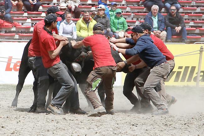 Das Kantonale 2019 ist am Samstag mit den Kämpfen der Rinder und den Zweitmelken gebührend lanciert worden. 