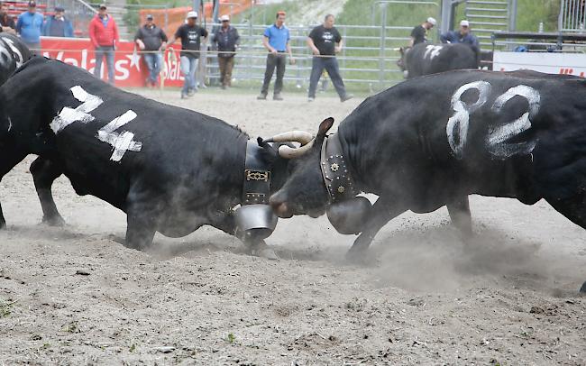 Das Kantonale 2019 ist am Samstag mit den Kämpfen der Rinder und den Zweitmelken gebührend lanciert worden. 