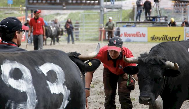 Das Kantonale 2019 ist am Samstag mit den Kämpfen der Rinder und den Zweitmelken gebührend lanciert worden. 