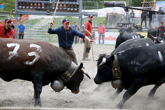 Das Kantonale 2019 ist am Samstag mit den Kämpfen der Rinder und den Zweitmelken gebührend lanciert worden. 