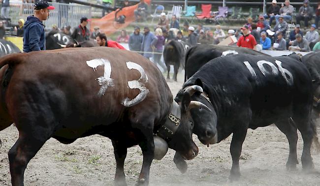 Das Kantonale 2019 ist am Samstag mit den Kämpfen der Rinder und den Zweitmelken gebührend lanciert worden. 