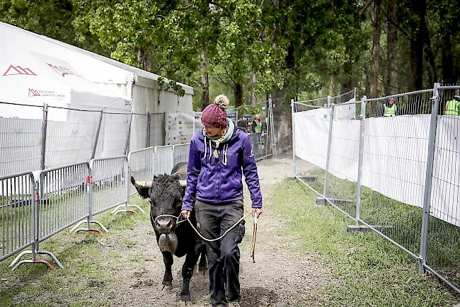 Die 19-jährige Züchterin Serena Anthamatten